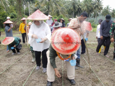 LKPN Prov Sulteng Gelar Penanaman dan Panen Hasil Sorgum di Parigi Moutong