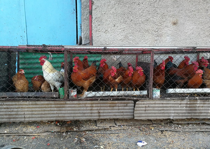 Pemerintah Waspadai KLB Flu Burung