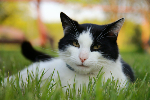 Manfaat Memelihara Kucing Dalam Islam