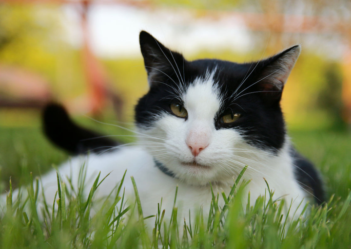 Manfaat Memelihara Kucing Dalam Islam