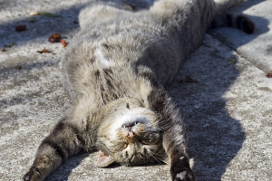 Fakta-Fakta Unik Seputar Kucing