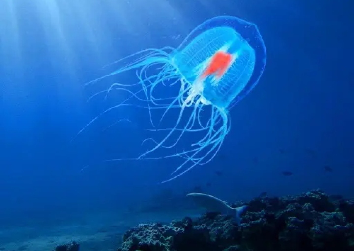 Makhluk Yang Dapat Mencurangi Umur Dan Kematian