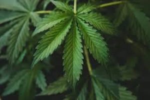 Keren! BRIN Mengembangkan Teknologi Satelit untuk Deteksi Ladang Ganja