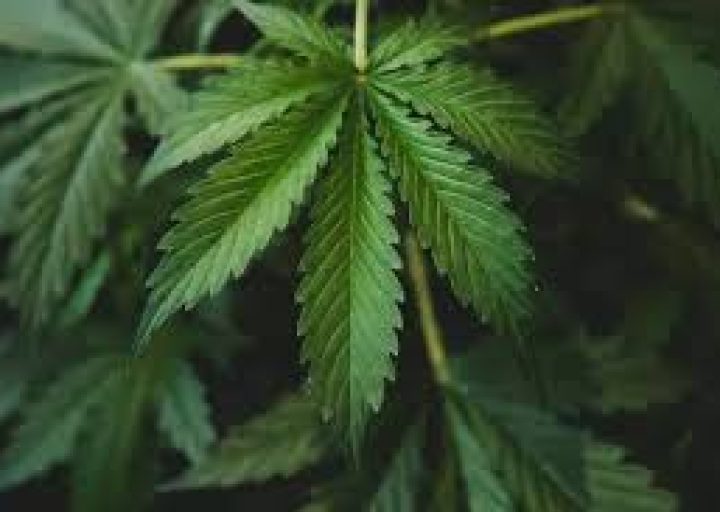 Keren! BRIN Mengembangkan Teknologi Satelit untuk Deteksi Ladang Ganja