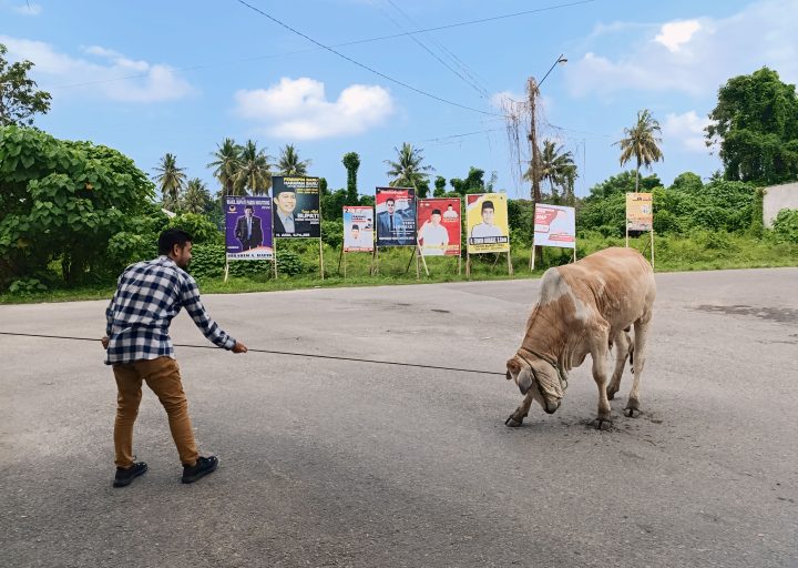 Hasrat Sang Matador Yang Kesal Dengan Ulah Oknum Peternak Sapi Liar!