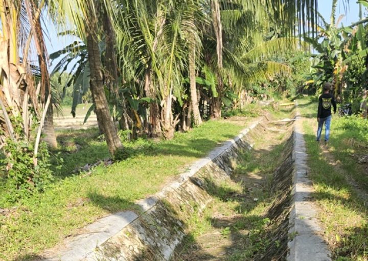 Saluran Irigasi Rusak, Petani Ampibabo Terancam Kehilangan Sawah