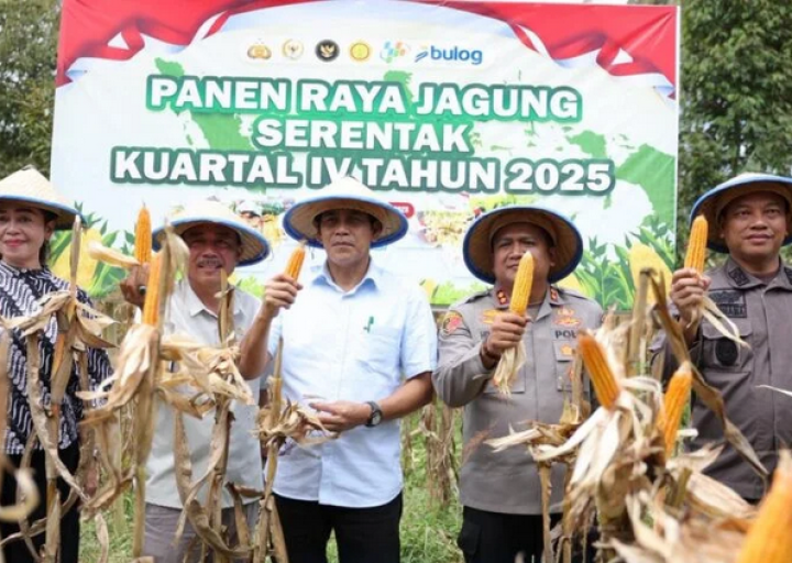 Hadiri Panen Raya Jagung, Bupati Erwin Burase Tegaskan Komitmen Swasembada Pangan