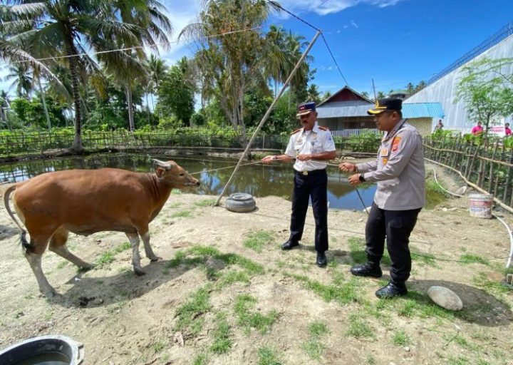 Jelang Iduladha, Polres Parigi Moutong Bagikan Hewan Kurban untuk Lembaga Sosial