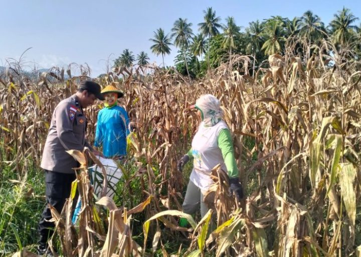 Polsek Sausu Dampingi Petani Desa Suli Panen Jagung, Dukung Ketahanan Pangan di Parigi Moutong