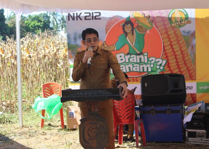 Bupati Parigi Moutong: Panen Raya Jagung Hasil Nyata Kolaborasi Pemerintah dan Petani